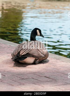 Gans auf dem Weg in der Nähe des Teiches Stockfoto