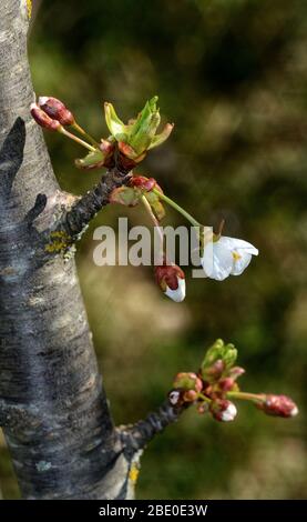 Kirschknospe und Blüte auf einem Zweig von baumgrün verschwommenem Hintergrund Stockfoto