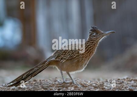 Greater Roadrunner, (Geococcyx californianus), Poblanos Fields Open Space, Albuquerque, New Mexico, USA. Stockfoto