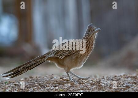 Greater Roadrunner, (Geococcyx californianus), Poblanos Fields Open Space, Albuquerque, New Mexico, USA. Stockfoto