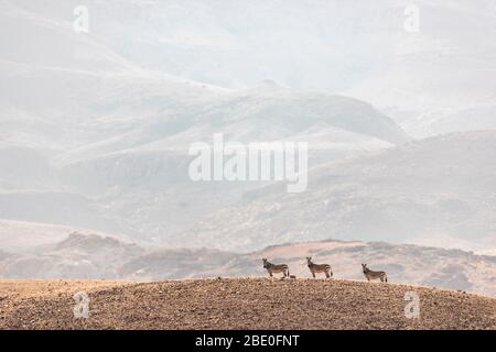 Drei Zebras stehen bewegungslos auf einem Hügel Stockfoto