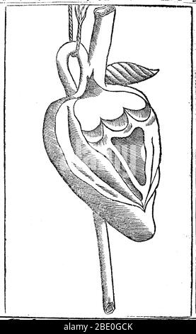 Artwork aus Jacopo Berengario da Carpi's Lehrbuch, Isagogae breves, perlucidae ac uberrimae, in anatomiam humani corporis a communi medicorum academia usitatem (in Englisch als eine kurze Einführung in die Anatomie bekannt), veröffentlicht 1523. Jacopo Berengario da Carpi (ca. 1460-ca. 1530), auch bekannt als Jacobus Berengarius Carpensis, Jacopo Barigazzi, oder einfach Carpus widmete einen großen Teil seiner Zeit der Anatomie und rüstete sich darauf, mehrere hundert Körper seziert. In Fragen der Anatomie, Berengario gewidmet war, um die Texte und Theorien von Mondino dei Luzzi (d. 1326), auch bekannt als Mundinus, wer r Stockfoto