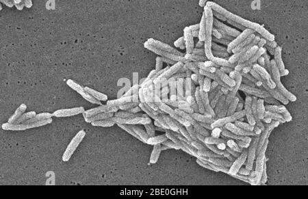 Rasterelektronenmikrograph (SEM) einer Reihe einer großen Gruppe von gramnegativen Legionella pneumophila-Bakterien. Beachten Sie die Anwesenheit von polaren Geißeln und Pili, oder lange Streamer. Eine Reihe dieser Bakterien scheinen eine längliche Stäbchen Morphologie zeigen. L. pneumophila sind bekannt, dass diese Konfiguration am häufigsten zeigen, wenn sie in Brühe gewachsen sind, aber sie können auch verlängern, wenn Platte-gewachsene Zellen altern, wie es in diesem Fall war, vor allem, wenn sie gekühlt wurden. Die übliche L. pneumophila-Morphologie besteht aus stout, 'fetten' Bazillen, was bei der überwiegenden Mehrheit der Organismen der Fall ist Stockfoto