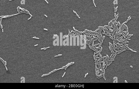 Rasterelektronenmikrograph (SEM) einer Reihe einer großen Gruppe von gramnegativen Legionella pneumophila-Bakterien. Beachten Sie die Anwesenheit von polaren Geißeln und Pili, oder lange Streamer. Eine Reihe dieser Bakterien scheinen eine längliche Stäbchen Morphologie zeigen. L. pneumophila sind bekannt, dass diese Konfiguration am häufigsten zeigen, wenn sie in Brühe gewachsen sind, aber sie können auch verlängern, wenn Platte-gewachsene Zellen altern, wie es in diesem Fall war, vor allem, wenn sie gekühlt wurden. Die übliche L. pneumophila-Morphologie besteht aus stout, 'fetten' Bazillen, was bei der überwiegenden Mehrheit der Organismen der Fall ist Stockfoto