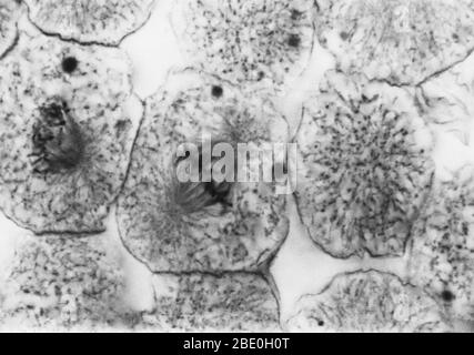 Leichte Mikrograph zeigt Mitose in Weißfischblastula, frühe Metaphase. Keine Vergrößerung angegeben. Mitose, die übliche Methode der Zellteilung, die typischerweise durch die Auflösung des Chromatins des Zellkerns in eine fädenähnliche Form gekennzeichnet ist, Die zu Chromosomen kondensiert, die sich jeweils längs in zwei Teile aufteilen, wobei jeweils ein Teil jedes Chromosoms in zwei neuen Zellen, die aus der ursprünglichen Zelle hervorgehen, erhalten bleibt. Die vier Hauptphasen der Mitose sind Prophase, Metaphase, Anaphase und Telophase. Blastula, ein tierischer Embryo im Stadium unmittelbar nach der Teilung der Fertili Stockfoto
