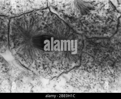 Leichte Mikrograph zeigt Mitose in Weißfischblastula, Anaphase. Keine Vergrößerung angegeben. Mitose, die übliche Methode der Zellteilung, die typischerweise durch die Auflösung des Chromatins des Zellkerns in eine fädenähnliche Form gekennzeichnet ist, Die zu Chromosomen kondensiert, die sich jeweils längs in zwei Teile aufteilen, wobei jeweils ein Teil jedes Chromosoms in zwei neuen Zellen, die aus der ursprünglichen Zelle hervorgehen, erhalten bleibt. Die vier Hauptphasen der Mitose sind Prophase, Metaphase, Anaphase und Telophase. Blastula, ein tierischer Embryo im Stadium unmittelbar nach der Teilung des befruchteten Eies Stockfoto