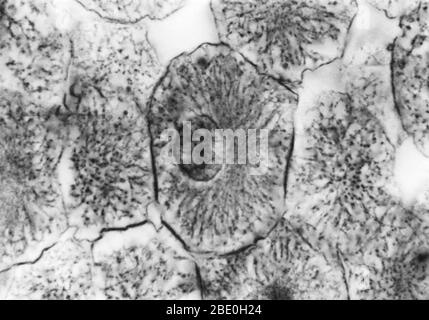 Leichte Mikrograph zeigt Mitose in Weißfischblastula, prophase. Keine Vergrößerung angegeben. Mitose, die übliche Methode der Zellteilung, die typischerweise durch die Auflösung des Chromatins des Zellkerns in eine fädenähnliche Form gekennzeichnet ist, Die zu Chromosomen kondensiert, die sich jeweils längs in zwei Teile aufteilen, wobei jeweils ein Teil jedes Chromosoms in zwei neuen Zellen, die aus der ursprünglichen Zelle hervorgehen, erhalten bleibt. Die vier Hauptphasen der Mitose sind Prophase, Metaphase, Anaphase und Telophase. Blastula, ein tierischer Embryo im Stadium unmittelbar nach der Teilung des befruchteten Eies Stockfoto
