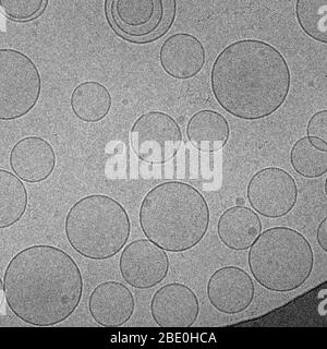 Kryo-EM-Bild von Bolalipid-Liposomen, künstlich präparierten Vesikeln, die aus einer Lipid-Doppelschicht bestehen. Sie können als Träger für die Verabreichung von Nährstoffen oder Arzneimitteln verwendet werden. Vergrößerung unbekannt. Stockfoto