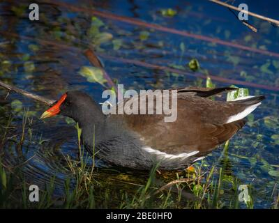 Tiere in freier Wildbahn Stockfoto