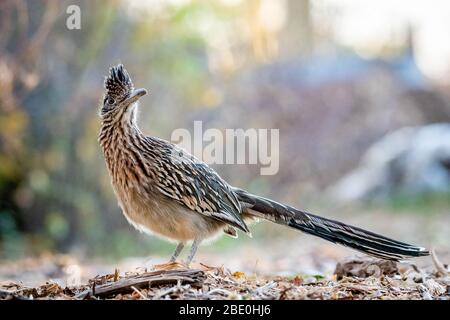 Greater Roadrunner, (Geicoccyx califonianus), Poblanos Fields Open Space, Albuquerque, New Mexico, USA. Stockfoto