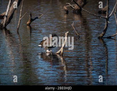 Tiere in freier Wildbahn Stockfoto