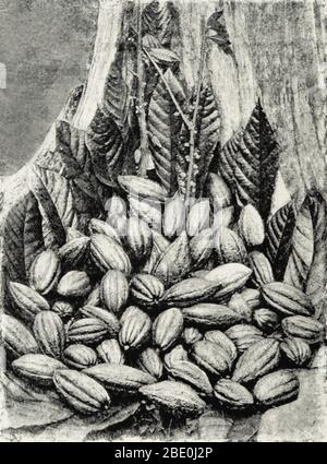 Kakaoschoten vom Kakaobaum (Theobroma cacao) in Ceylon, 1893. Bis Columbus Anfang des 15. Jahrhunderts Kakaobohnen nach Spanien brachte, war Europa mit dem beliebten Kakaogetränk aus Mittel- und Südamerika nicht vertraut. Nach der spanischen Eroberung der Azteken begann Schokolade nach Europa importiert zu werden und wurde schnell zu einem Favoriten am Hof. Kakaoplantagen in den Kolonien verbreiteten sich, wurden von Sklavenarbeit betrieben, während das Trinken von Kakao als exotisch, modisch, medizinisch und gefährlich galt. Die Schokoladenherstellung entwickelte sich im Laufe der Jahrhunderte, bis in modernen Schokoriegel hergestellt wurden Stockfoto