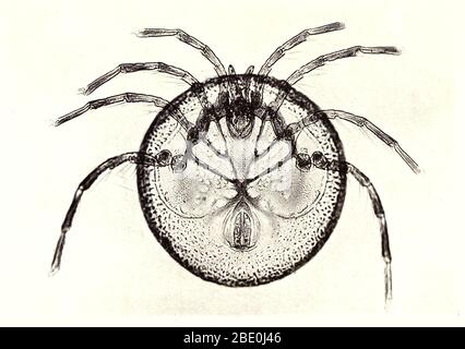 Mideopsis orbicularis, eine Milbe. Vergrößerung: 64fach. Fotomikrograph von Arthur E Smith in den frühen 1900er Jahren, mit einem kombinierten Mikroskop und Kamera. 1904 stellte die Royal Society in London eine Reihe von Smiths Fotomikrographen der Öffentlichkeit aus. Sie wurden später 1909 in einem Buch mit dem Titel "Nature Through Microscope & Camera" veröffentlicht. Sie waren die ersten Beispiele für die Photomikroskopie, die viele je gesehen hatten. Stockfoto