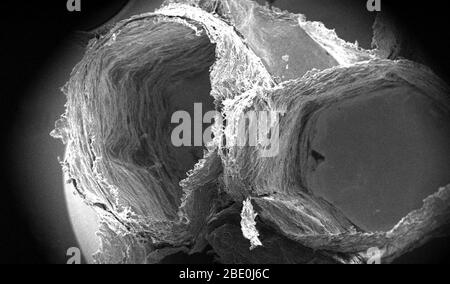 Bei einer sehr geringen Vergrößerung von nur 12x zeigt dieser Rasterelektronenmikrograph (SEM) einige der ultrastrukturellen Details, die von der Oberfläche eines nicht identifizierten Wespennests sichtbar gemacht werden. Beachte, was ein lamelliertes oder geschichtetes Muster zu sein scheint, welches von den Nestbauern beim Bau der sechseckigen Zellen verwendet wurde. Wespennester bestehen hauptsächlich aus einer Mischung aus mastiktierten Holzspänen und den Speichelsekreten der weiblichen Wespen, die die Mischung in einer für die Wespe einzigartigen Nestbauart kauen und anwenden. Das Nest ist um eine Konfiguration von sechseckigen-shap gebaut Stockfoto