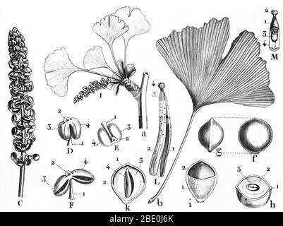 Ginkgo biloba von Louis Claude Marie Richard (September 17. 1754 - Juni 6, 1821) ein französischer Botaniker und botanischen Illustrator. Ginkgo ist eine Gattung der höchst ungewöhnliche nicht blühenden Pflanzen. Der wissenschaftliche Name ist auch unter dem englischen Namen verwendet. Der Auftrag, zu dem es gehört, Ginkgoales, zuerst in der Permian erschienen, 270 Millionen Jahren, möglicherweise von der eed Farne abgeleitet: "Peltaspermales. Die Rate der Evolution innerhalb der Gattung hat sich nur langsam, und fast alle seine ausgestorbenen Arten hatte bis zum Ende des Pliozäns geworden; die Ausnahme ist das einzige Lebewesen, Ginkgo Biloba, die nur fou Stockfoto