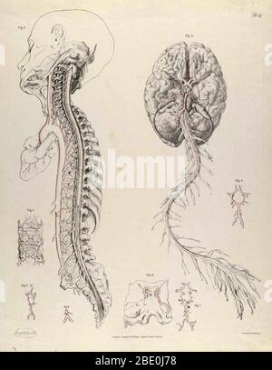 Illustration von der Anatomie der Arterien des menschlichen Körpers mit ihren Anwendungen zur Pathologie und operativen Chirurgie. Von Richard Quain, Veröffentlicht 1844. Stockfoto