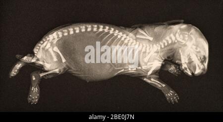Historische Röntgenaufnahme eines neugeborenen Kaninchens, 1896. Aufgenommen von Josef Maria Eder (Österreicher, 1855-1944) und Eduard Valenta (Österreicher, 1857-1937). Tiefdruck. Eder war Direktor eines Instituts für grafische Prozesse und Autor einer frühen Geschichte der Fotografie. Mit dem Fotochemiker Valenta produzierte er im Januar 1896, weniger als einen Monat nachdem Wilhelm Conrad Rontgen seine Entdeckung der Röntgenstrahlung veröffentlicht hatte, ein Portfolio. Eder und Valenta's Volumen, aus dem diese Platte stammt, demonstrierten die magische Fähigkeit des Röntgenstrahls, die verborgene Struktur lebender Dinge zu offenbaren. Menschliche Hände und Füße, Fische, Frösche, ein sn Stockfoto
