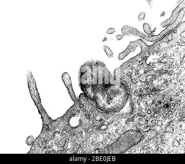 Transmission Electron Microscope (TEM) Bild, das während des Prozesses der Phagozytose aufgenommen wurde. Hier können Sie sehen, wie ein Orientia tsutsugamushi Bakterium, früher als Rickettsia tsutsugamushi bekannt, wurde von einer Maus peritoneal Mesothelial Zelle aufgenommen. Beachten Sie, wie die soll-Wirtszelle Membran noch nicht vollständig umhüllt das Bakterium. Vergrößerung: Unbekannt. Stockfoto