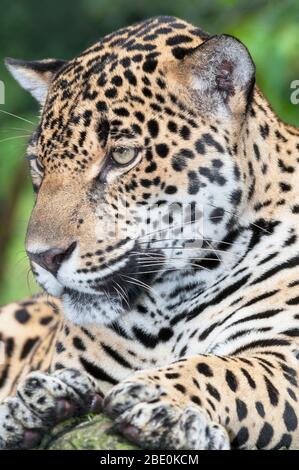 Nahaufnahme eines erwachsenen männlichen Jaguar (Panthera onca), Costa Rica, Mittelamerika Stockfoto