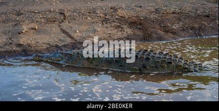 Amerikanische Krokodile, Crocodylus acutus, Crocodylidae, Rio Tarcoles, Costa Rica, Centroamerica Stockfoto