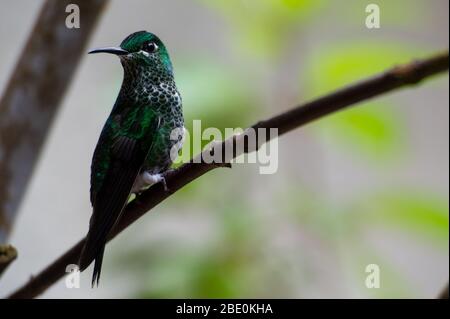 Weibchen von Green-Crowned Brilliant, Heliodoxa jacula, Trochilidae, Monteverde Cloud Forest Reserve, Costa Rica, Centroamerica Stockfoto