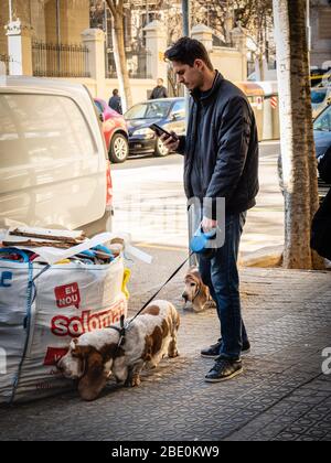 Junger Mann mit zwei Hunden, der auf sein Telefon in einer Straße in Barcelona schaut. Stockfoto