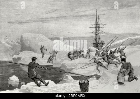 Britische Arktis-Expedition von 1875-1876. Stockfoto