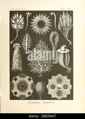 Calcispongiae aus Ernst Haeckels Kunstformen der Natur, 1904 Stockfoto