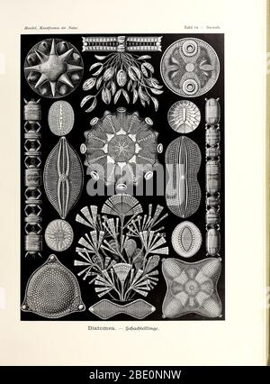 Kieselalgen (Diatomea) aus Ernst Haeckels Kunstformen der Natur, 1904 Stockfoto