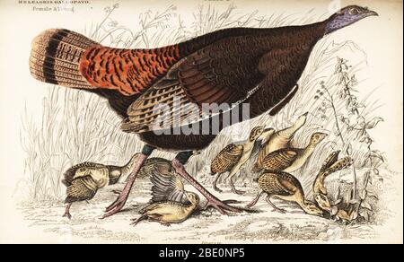 Wilde türkei, weiblich und jung, Meleagris galopavo. Handkolorierter Kupferstich von William Lizars nach einer Illustration aus Sir William Jardines The Natural History of Gallinaceous Birds in His Naturalist’s Library: Ornithology, Lizars, Edinburgh, 1834. Stockfoto