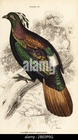 Himalaya monal, männlich, Lophophorus impejanus. (Impeyan lophophorus, Lophophorus impeyanus.) Handkolorierter Kupferstich von William Lizars aus Sir William Jardines The Natural History of Gallinaceous Birds in His Naturalist’s Library: Ornithology, Lizars, Edinburgh, 1834. Stockfoto