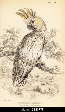 Gelbkastanken, Cacatua sulfurea. (Kleiner schwefeliger Kakadus, Plyctolophus sulfureus.) Handkolorierter Kupferstich von William Lizars nach einer Illustration von Edward Lear aus Prideaux J. Selbys The Natural History of Papages in Sir William Jardine’s Naturalist’s Library: Ornithology, Lizars, Edinburgh, 1836. Stockfoto