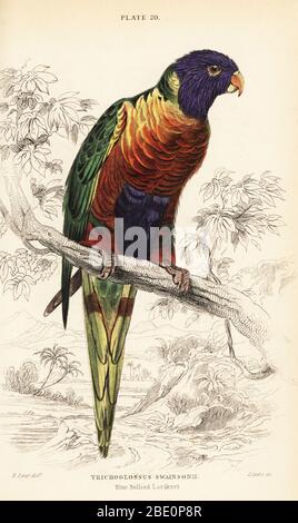 Regenbogenlorikeet, Trichoglossus moluccanus. (Blaubauchlorikeet, Trichoglossus swainsonii.) Handkolorierter Kupferstich von William Lizars nach einer Illustration von Edward Lear aus Prideaux J. Selbys The Natural History of Papages in Sir William Jardine’s Naturalist’s Library: Ornithology, Lizars, Edinburgh, 1836. Stockfoto