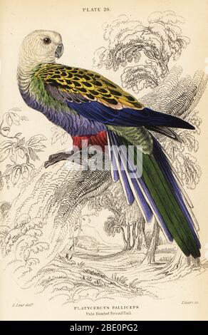 rosella mit bleichem Kopf (Palliceps), Palliceps Platycercus adscitus. (Blasskopfiger Breitschwanz, Platycercus palliceps.) Handkolorierter Kupferstich von William Lizars nach einer Illustration von Edward Lear aus Prideaux J. Selbys The Natural History of Papages in Sir William Jardine’s Naturalist’s Library: Ornithology, Lizars, Edinburgh, 1836. Stockfoto