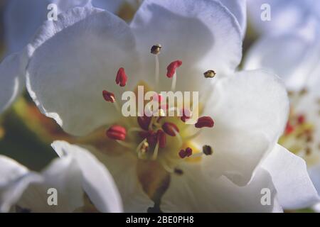 Pear Tree Blossom close up Stockfoto