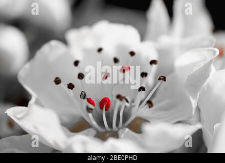 Pear Tree Blossom close up Stockfoto