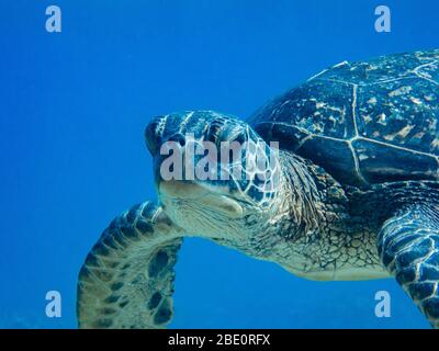 Grüne Meeresschildkröte Blick auf den Fotografen, Big Island Hawaii. Stockfoto