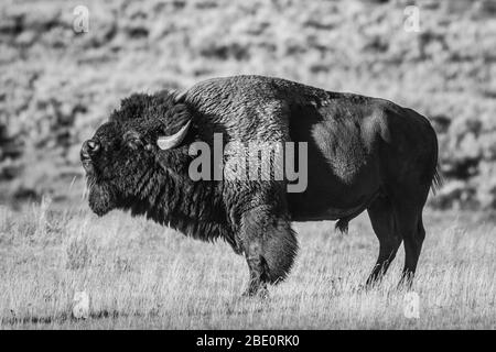 Ein Bullenbison (auch bekannt als amerikanischer Büffel) zeigt die Flehman-Reaktion (auch bekannt als Lippencurl) während der Rut (auch bekannt als Paarungszeit) im Nordwesten von Wyoming. Stockfoto