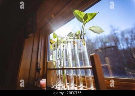 Stecklinge in Reagenzgläsern und Holzhalter auf Fensterbank Pflanzen Stockfoto