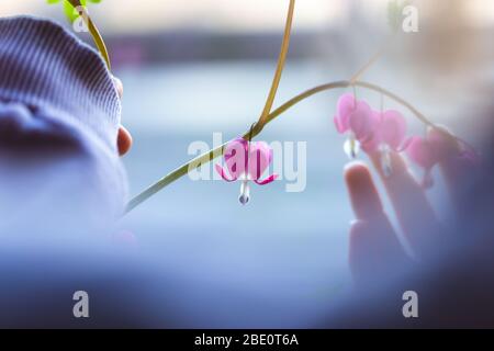 Blutende Herz Blume Schneiden auf Stiel in den Händen einer schönen jungen Frau in lila Pullover vor ausgeblasen Vordergrund Hintergrund Fenster blu Stockfoto