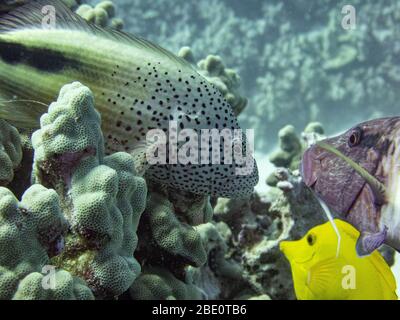 Schwarzseide-Falkenfisch auf der Koralle. Tauchplatz Puako, Big Island Hawaii. Stockfoto