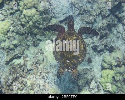 Blick hinunter auf Green Sear Turtle. Kohala, Hawaii. Stockfoto