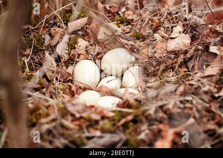 Weiße Eier von wilder Ente liegen im Nest im Wald. Wildvogel Lebensraum und neues Leben. Zuhause für frisch neugeborenes Huhn. Saisonales Frühlingsleben in der Natur Stockfoto