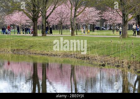 Riga, Lettland. April 2020. Am 10. April 2020 bewundern die Menschen die Kirschblüten im Siegespark in Riga, Lettland. Kredit: Janis/Xinhua/Alamy Live News Stockfoto