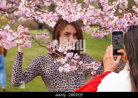 Riga, Lettland. April 2020. Eine Frau posiert für Fotos mit Kirschblüten im Siegespark in Riga, Lettland, am 10. April 2020. Kredit: Janis/Xinhua/Alamy Live News Stockfoto