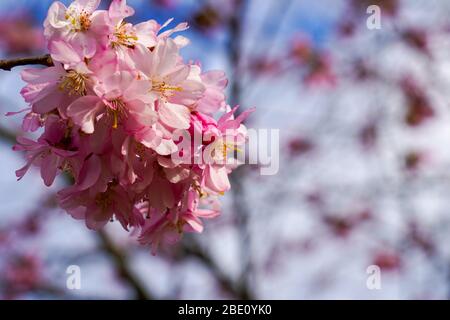 Riga. April 2020. Das Foto vom 10. April 2020 zeigt Kirschblüten im Victory Park in Riga, Lettland. Kredit: Janis/Xinhua/Alamy Live News Stockfoto