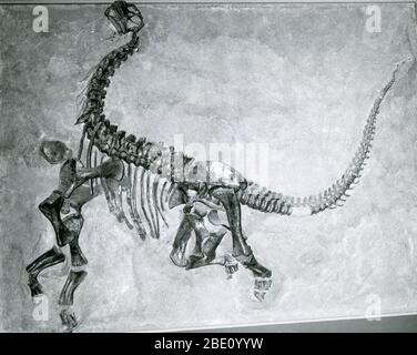 Skelett eines jungen Dinosauriers. Etwa 700 Dinosaurierarten wurden benannt. Dinosaurier lebten während der Mesozoikum-Ära, die die Trias-, Jurassic- und Kreidezeit umfasst. Ihr Aussterben kann auf einen Meteoriteneinschlag, die Freisetzung von vulkanischen Gasen, Klimakühlung, Meeresspiegeländerung, niedrige Reproduktionsraten, giftige Gase von einem Kometen und Veränderungen in der Erdumlaufbahn oder im Magnetfeld zurückgeführt werden. Stockfoto