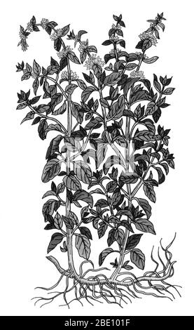 Pennyroyal bezieht sich auf zwei Pflanzen in der Minze Familie, Lamiaceae. Die europäische pennyroyal, Mentha pulegium, (auch Squaw Mint, Moskitopflanze, Pudding Grass genannt), ist eine Pflanze der Minze-Gattung, innerhalb der Familie Lamiaceae. Zerkleinerte Pennyroyal Blätter weisen einen sehr starken Duft auf, der der Spearmint ähnelt. Pennyroyal ist ein traditionelles kulinarisches Kraut, Volksmittel und abortifazient. Das ätherische Öl von pennyroyal wird in der Aromatherapie verwendet. Die Griechen integrierten pennyroyal in geheime Rituale der Initiation. Unter den Kelten wird sie mit der Großen Mutter assoziiert, und sie wird normalerweise als Venuskraut betrachtet. Stockfoto