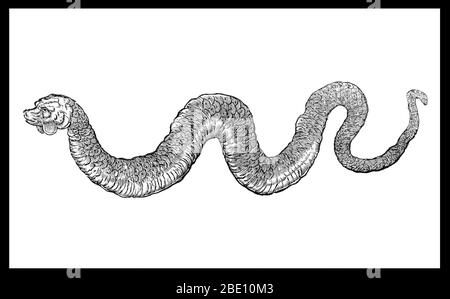 Meeresmonster sind mythische oder legendäre Kreaturen, die oft von immenser Größe angenommen werden. Meeresmonster können viele Formen annehmen, einschließlich Seedrachen, Seeschlangen oder mehrarmige Tiere. Sie können schleimig oder schuppig sein und werden oft als bedrohende Schiffe oder spuckende Wasserstrahlen dargestellt. Bild erschien in 'Ulyssis Aldrovandi Serpentum, et draconum historiæ libri Duo', 1640. Stockfoto