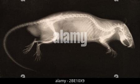 Historische Röntgenaufnahme einer Ratte, 1896. Aufgenommen von Josef Maria Eder (Österreicher, 1855-1944) und Eduard Valenta (Österreicher, 1857-1937). Tiefdruck. Eder war Direktor eines Instituts für grafische Prozesse und Autor einer frühen Geschichte der Fotografie. Mit dem Fotochemiker Valenta produzierte er im Januar 1896, weniger als einen Monat nachdem Wilhelm Conrad Rontgen seine Entdeckung der Röntgenstrahlung veröffentlicht hatte, ein Portfolio. Eder und Valenta's Volumen, aus dem diese Platte stammt, demonstrierten die magische Fähigkeit des Röntgenstrahls, die verborgene Struktur lebender Dinge zu offenbaren. Menschliche Hände und Füße, Fische, Frösche, eine Schlange, ein cham Stockfoto